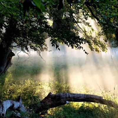 森林舞会游戏下