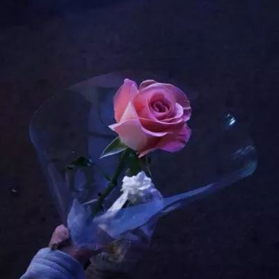 管家婆一码一肖资料手机app下载